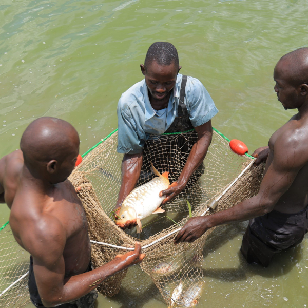 The potential for aquaculture selection and breeding programs