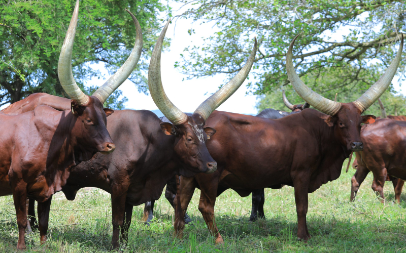 Nshaara Cattle