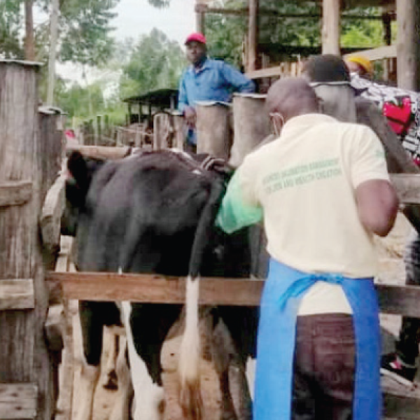 Artificial Insemination Boosts Livestock Farming in Uganda